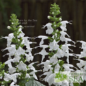 Salvia coccinea 'Summer Jewel White'