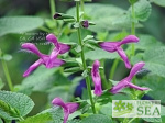 Salvia x 'Jean's Jewel'