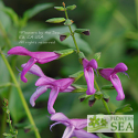 Salvia x 'Jean's Jewel'