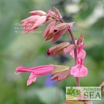 Salvia x 'Wendy's Wish'