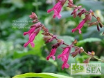 Salvia x 'Wendy's Wish'