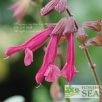 Salvia x 'Wendy's Wish'