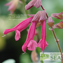 Salvia x 'Wendy's Wish'