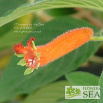 Cuphea salvadorensis