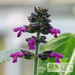 Salvia cuatrecasana