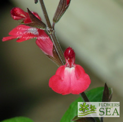 Salvia x 'Elk Bright Eyes'