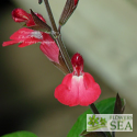 Salvia x 'Elk Bright Eyes'