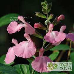 Salvia x 'Elk Pink Cloud'