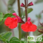 Salvia x 'Majestic Pink'