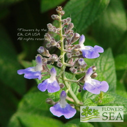 Salvia thyrsiflora