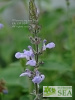 Salvia 'Blue Chiquita'