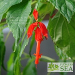 Salvia splendens van houttei 'Faye Chapel'