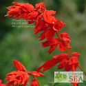 Salvia splendens van houttei 'Faye Chapel'