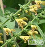 Salvia x 'Mellow Yellow'