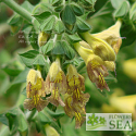 Salvia x 'Mellow Yellow'