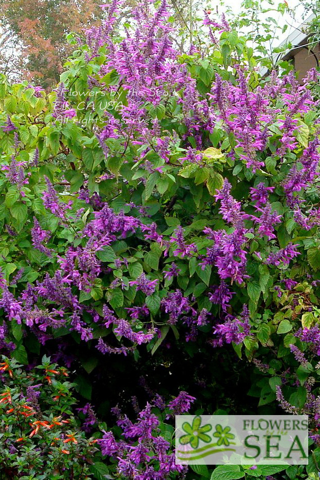 Salvia Purpurea Lavender Lace Detailed Images 2