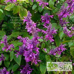 Salvia purpurea 'Lavender Lace'