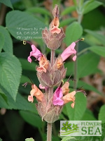 Salvia spathacea 'Apricot Rose'