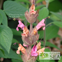 Salvia spathacea 'Apricot Rose'