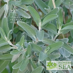 Salvia leucophylla 'Point Sal Spreader'