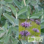 Salvia leucophylla 'Point Sal Spreader'