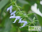 Salvia guaranitica 'Elk Argentina Skies'