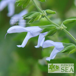 Salvia guaranitica 'Elk Argentina Skies'