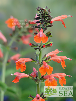 Salvia coccinea 'Vermilion'