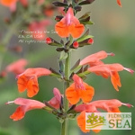 Salvia coccinea 'Vermilion'