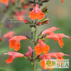 Salvia coccinea 'Vermilion'