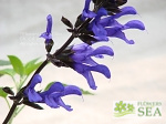 Salvia BODACIOUS 'Rhythm and Blues'