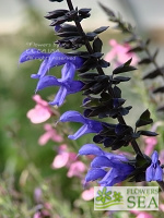 Salvia BODACIOUS 'Rhythm and Blues'