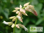 Salvia splendens van houttei 'Elk White'