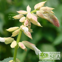 Salvia splendens van houttei 'Elk White'