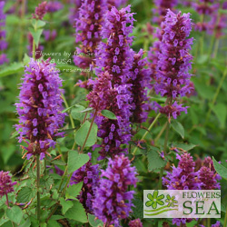 Agastache 'Blue Boa'