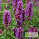 Agastache 'Blue Boa'