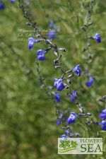 Salvia reptans 'Autumn Sapphire'