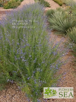 Salvia reptans 'Autumn Sapphire'