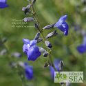 Salvia reptans 'Autumn Sapphire'