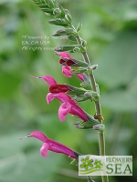 Salvia x Envy 'Elk'