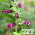Salvia microphylla 'Variegata'