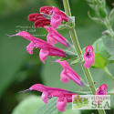 Salvia spathacea 'Apricot Rose'