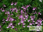 Salvia x 'Elk Chantily Lace'