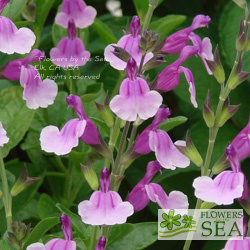 Salvia x 'Elk Chantily Lace'