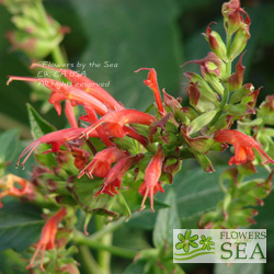 Salvia tuerckheimii