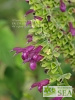 Salvia cuatrecasana x guaranitica 'Elk Magenta'