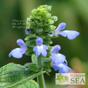 Salvia durifolia 'Elk Blue'