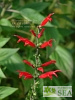 Salvia elegans 'Elk Sonoran Red'