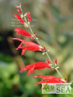 Salvia elegans 'Elk Sonoran Red'