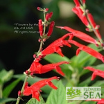 Salvia elegans 'Elk Sonoran Red'